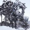 Продажа участка Большое Поле, Полевая ул.