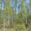 Продажа участка Массив Моторное Сосновый-нижний массив