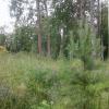 Продажа участка городской поселок Рощино