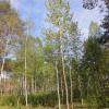 Продажа участка Березовка днп тер., Охтинский прд.