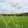 Продажа участка Камышовка