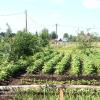Продажа участка Мины дер., Петровка ул., д. 9
