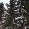 Продажа участка Ухта массив, Леноблстрой снт