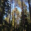 Продажа участка Ленинское, Черничная ул.