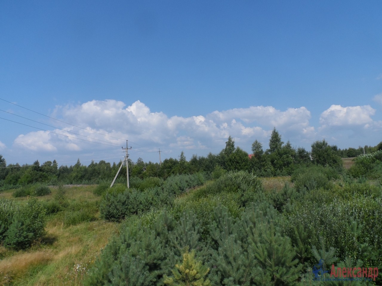 Деревня сосно. Псковская обл. Деревня сосно. Деревня сосно. Гдовский р - он д.