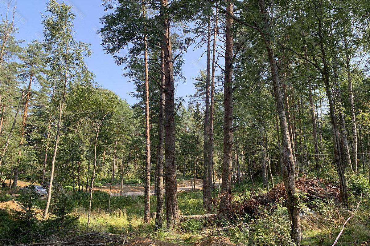 Купить Квартиру В Лесном Всеволожского Района