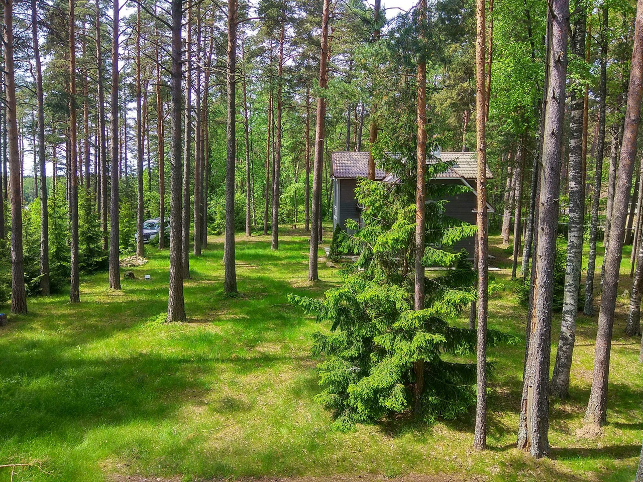 Зеленая роща ленинградская. Санкт-Петербург, п. Лисий нос, ш. Приморское, д. 60.