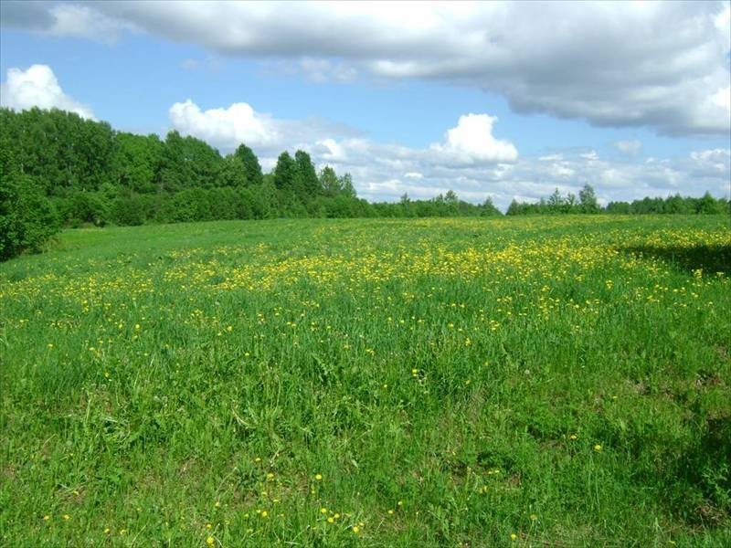 Луга в санкт петербурге