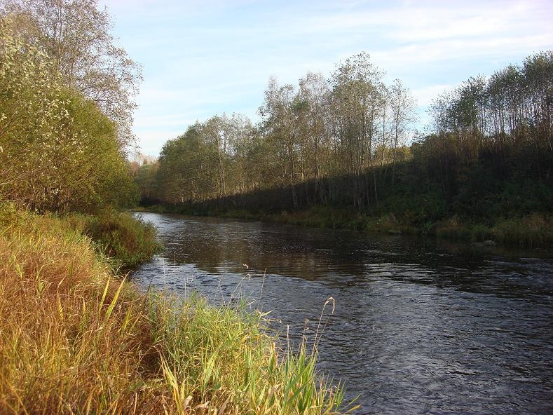 Деревня коваши сосновый бор. Устье реки волхов. Бухта морье ладожское озеро. Устье ленинградская область. Новое устье ленинградская область.