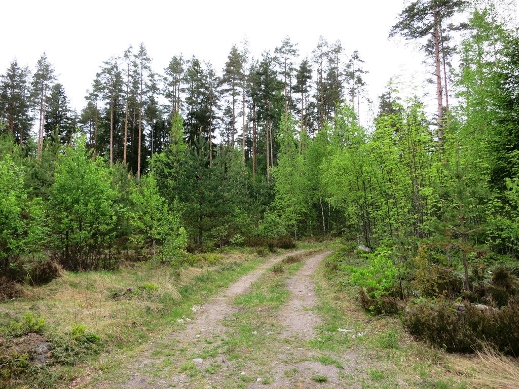 Погода в красноармейское приозерского района. Лес Приозерского района. Снетково Приозерский район. Природа в Приозерском районе. Ларионово Приозерский район.