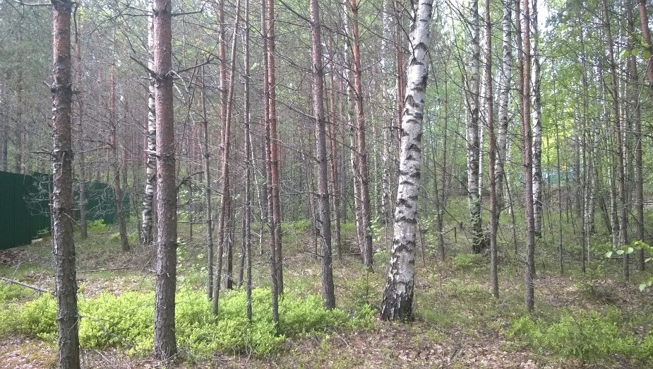 Семиозерье ленинградская область озера. Семиозерье выборгский район ленинградской области. Семиозерье выборгский район ленинградской области. Семиозерье выборгский район. Церковь в песках выборгский район ленинградской области.