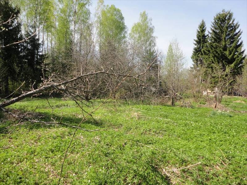 Мшинская ленинградская область лужский. Мшинская. Посёлок Мшинская Ленинградская область. СНТ Советская звезда Мшинская.