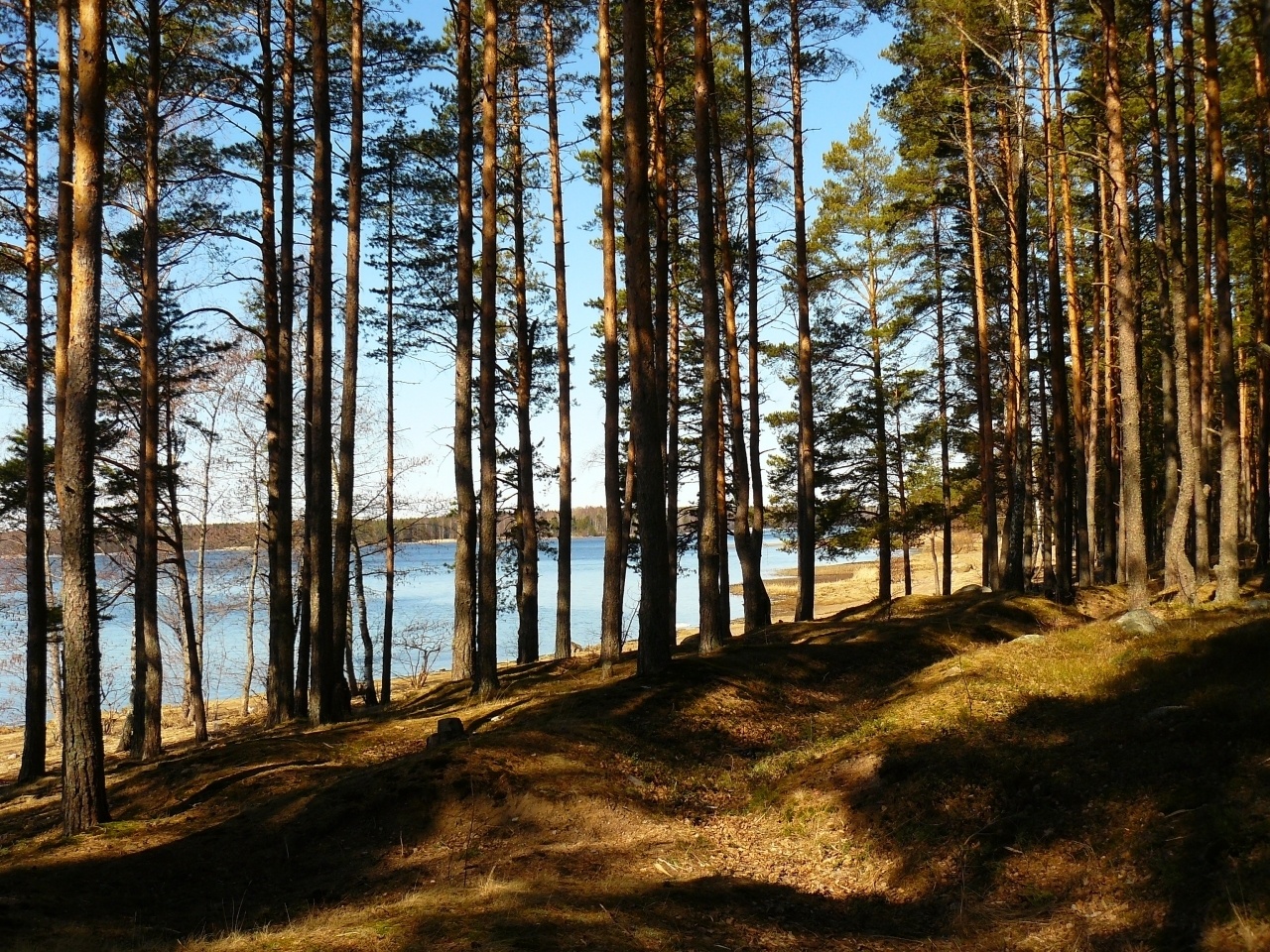 Выборгский Район Фото