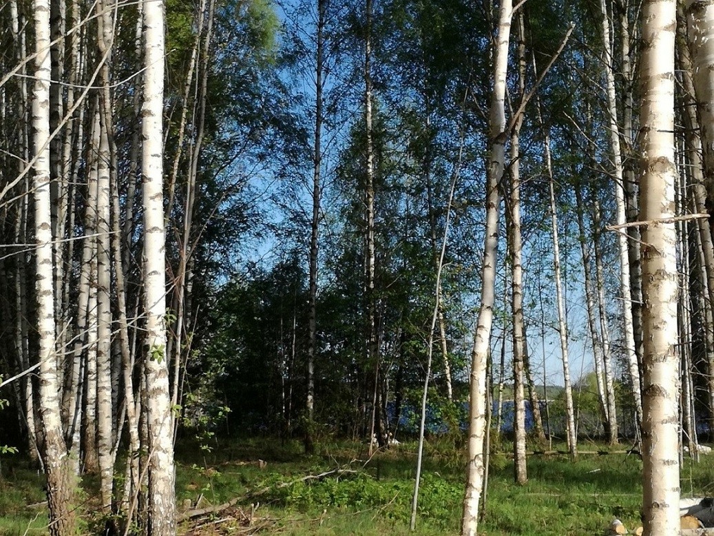 Участок 80. Перетрясово Тверская область Кашинский район. Деревня Перетрясово Тверская область. Деревня Перетрясово Ярославская область. Деревня Перетрясово Кашинский район.