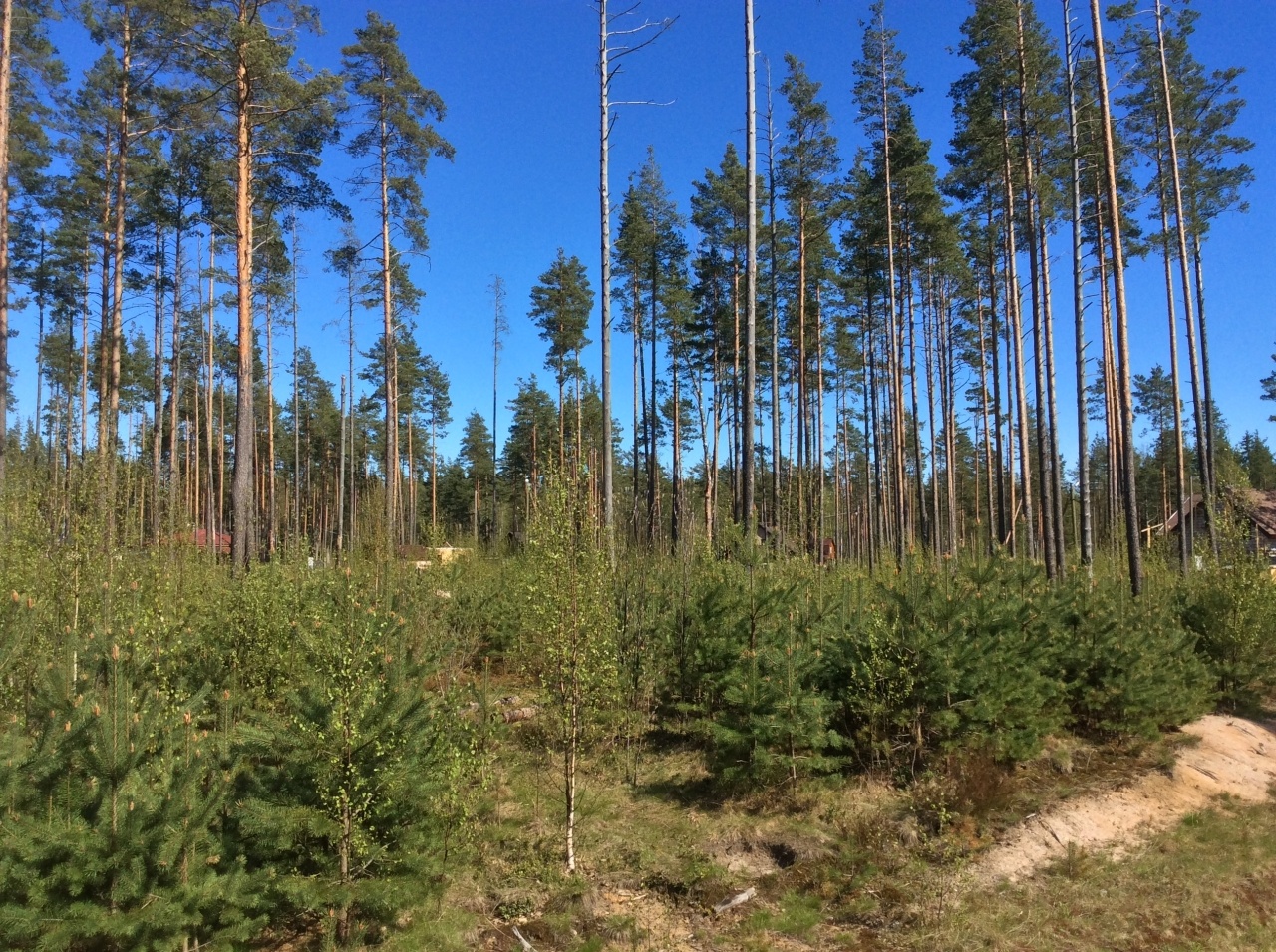 Купить Участок Район Сосново Ленинградской Области